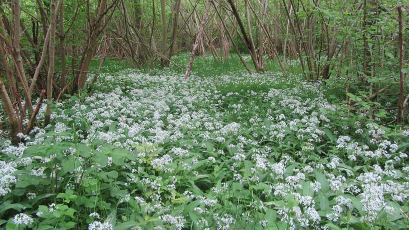 Kloosterbos 7 mei 2017